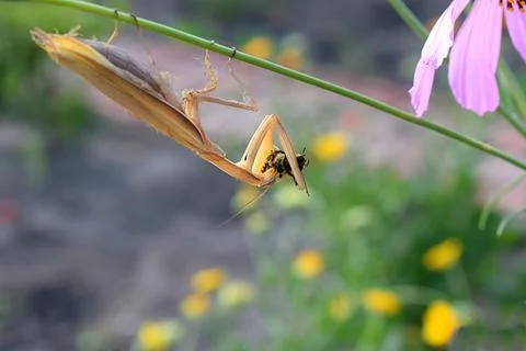 Praying mantis on a stalk with prey 写真素材