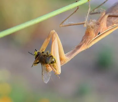 Praying mantis on a stalk with prey 스톡 사진