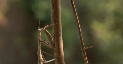 Praying Mantis stalking up a bamboo stem Stock Footage 338999005