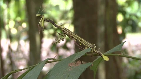 Praying Mantis stand on twig in lowland rainforest undergrowth Video stock 56682504