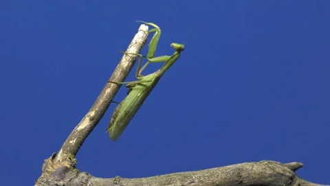Praying mantis standing on branch on blue background Stock Footage 257409380