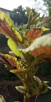 Praying mantis standing on a leaf Stock Photos