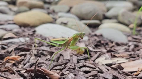 Praying Mantis Standing on Mulch Stock Footage 323022434