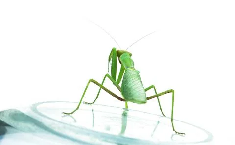 Praying mantis standing on reflective surface in studio Photos
