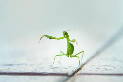 Praying mantis standing with two legs raised Foto stock