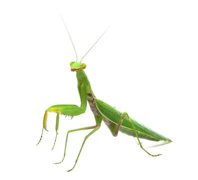 Praying mantis standing on white background Stock Photos