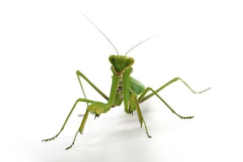 Praying mantis standing on white background looking forward Stock Photos