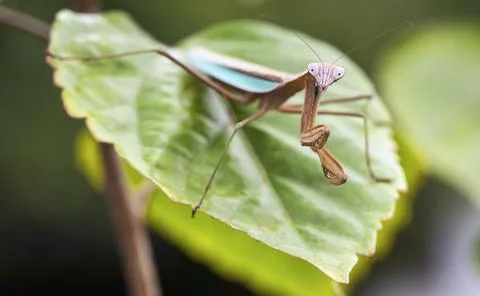 Praying Mantis standoff Stock Photos