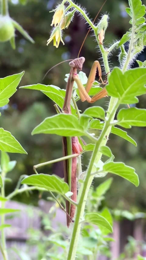 A praying mantis stares directly at the camera while perched on a tomato plant Stock Footage 312070814