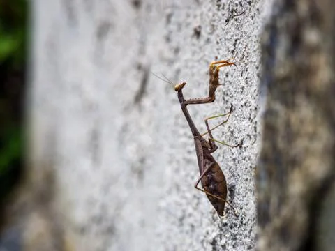 Praying Mantis on Stone Wall, Close Up Stock Photos