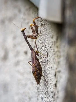 Praying Mantis on Stone Wall, Close Up Stock Photos