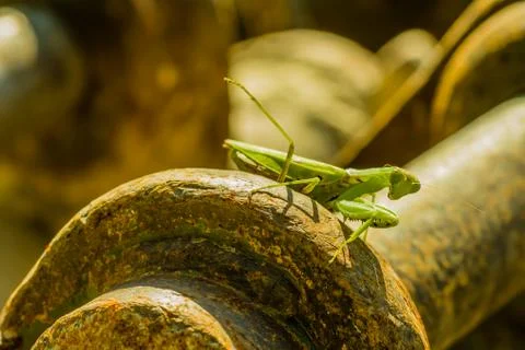 Praying mantis in the sun Stock Photos