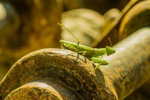 Praying mantis in the sun Stock Photos