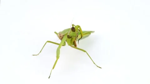 Praying mantis swayed back and forth. on a white background. Stock Footage 169163848