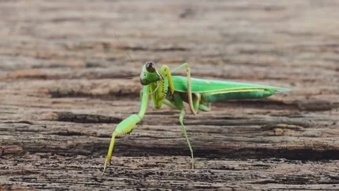 Praying mantis swayed back and forth. on a white background. 스톡 동영상 169164011