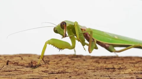 Praying mantis swayed back Stock Footage 169163842
