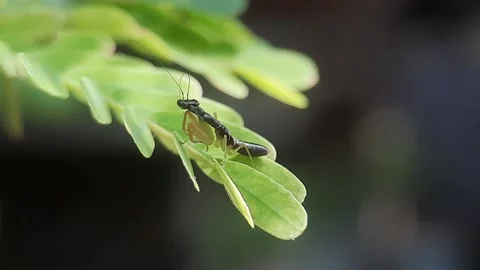 Praying Mantis On A Swaying Leaf. Vídeos de archivo 168504871