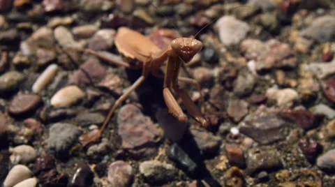 Praying mantis swaying in the wind. Video stock 60442202