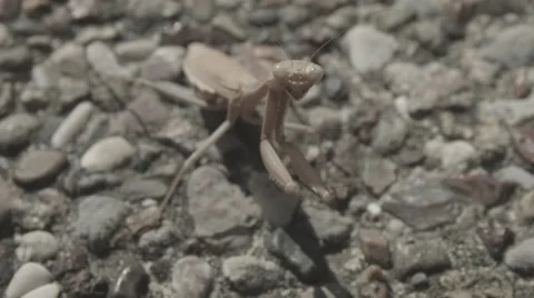 Praying mantis swaying in the wind. Video stock 60442219