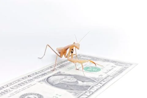 Praying mantis on top of a dollar. White background. Foto stock