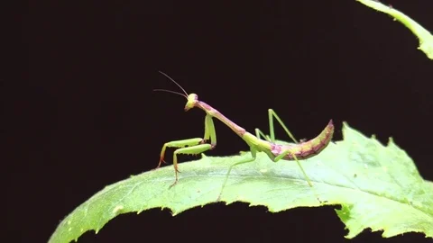 Praying mantis on top of green leaf in forest dark back ground Stock Footage 79428204