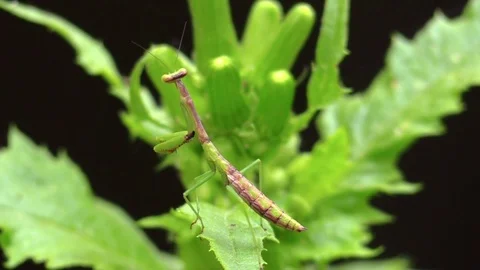 Praying mantis on top of green plant in forest closeup Stock Footage