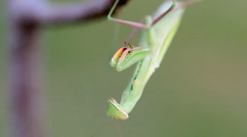 Praying Mantis on Tree branch. Stock Footage 36816991