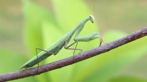 Praying Mantis on Tree branch. Stock Footage 36817016