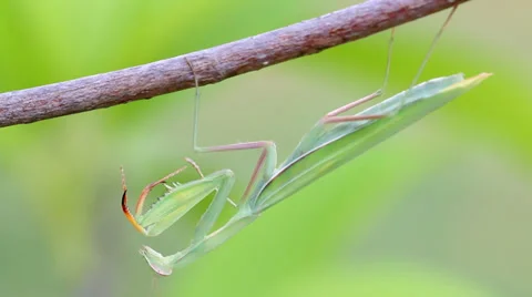 Praying Mantis on Tree branch. Stock Footage 36817203