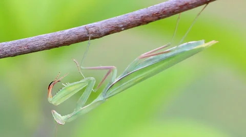 Praying Mantis on Tree branch. Stock Footage 36817251