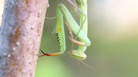 Praying Mantis on Tree branch. Stock Footage 39511136