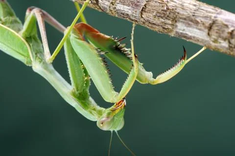 Praying mantis on a tree, close-up Stock Photos
