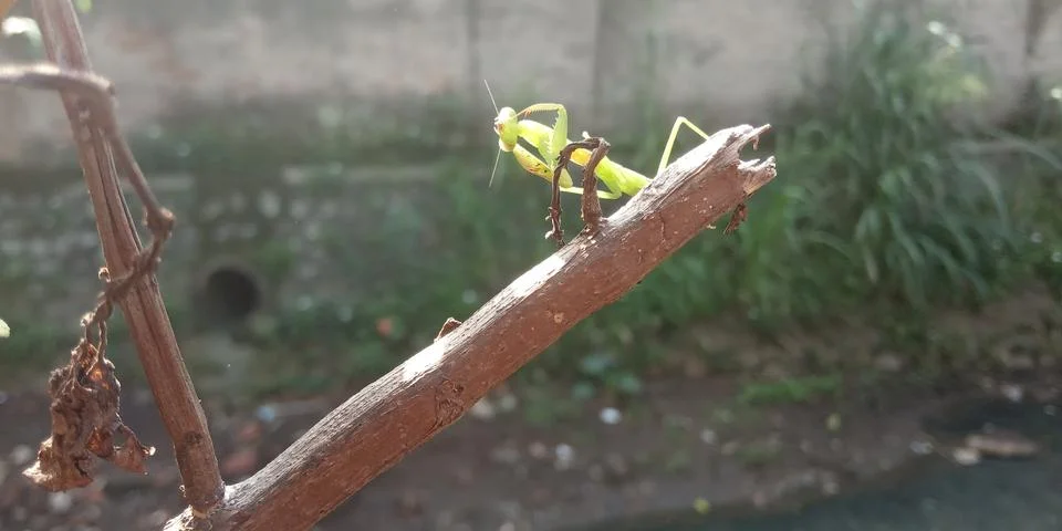 Praying mantis in a tree Stock Photos
