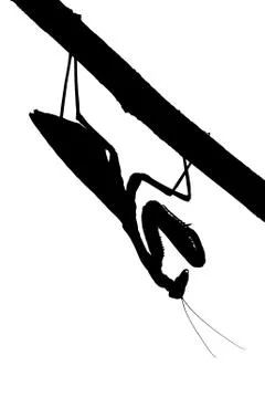 Praying mantis on a tree, silhouette Stock Photos