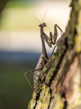 Praying mantis on a tree trunk, close up. Stock Photos