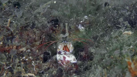 A praying mantis tries to break open a mollusk shell. Stock Footage 337680737