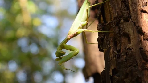 Praying mantis on trunk Stock Footage 90785784