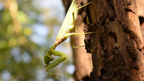 Praying mantis on trunk Stock Footage 90785834