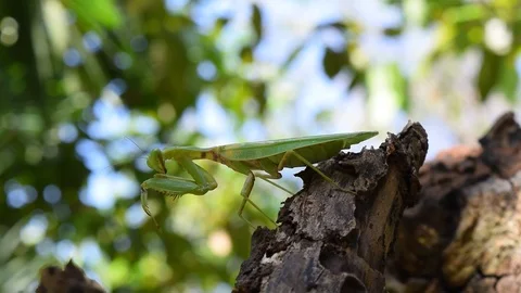 Praying mantis on trunk Stock Footage 90785844