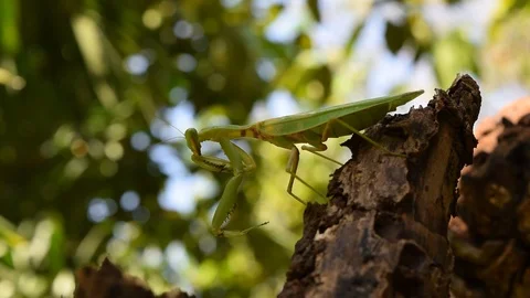 Praying mantis on trunk Stock Footage 90785911