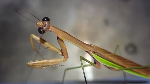 Praying mantis turning its head toward the camera with wide eyes and raised Stock Footage 309957423