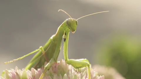 The praying mantis turns its head Stock Footage 344462844