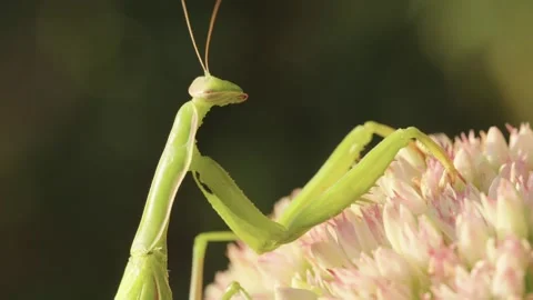 The praying mantis turns its head Stock Footage 344462875