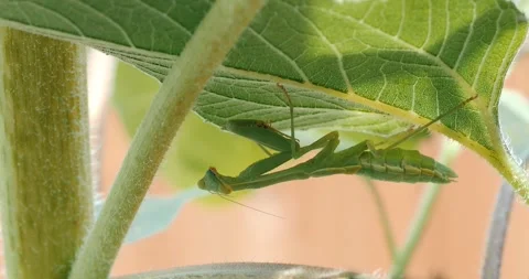 Praying mantis under a large green leaf Stock Footage 284963264