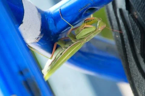 Praying mantis underneath a bicycle Stock Photos