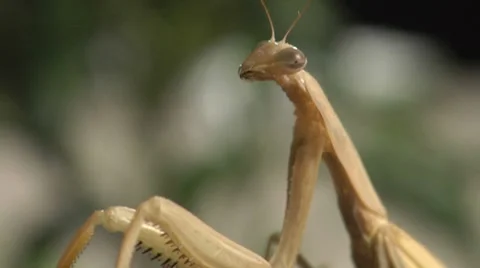 Praying Mantis Upper Body and Face Macro Stock Footage 8556262