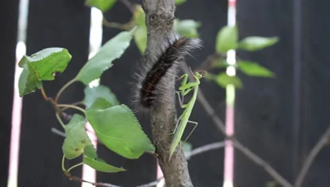 Praying Mantis versus Fox Moth Caterpillar Video stock 8564564