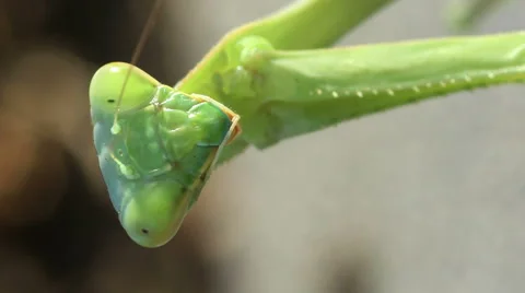 Praying Mantis Vertical Close-Up Video stock 55351999