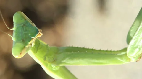 Praying Mantis Vertical Close-Up Stock Footage 55352948
