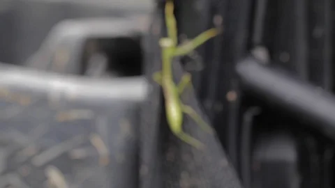 Praying mantis walking around Video stock 89778283